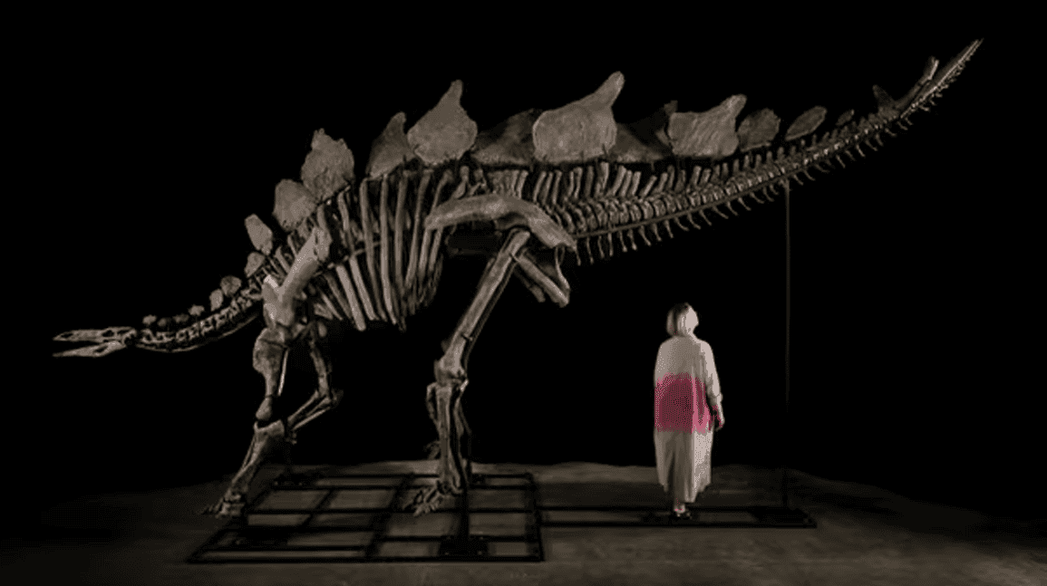 Cover Image for 'Virtually complete' Stegosaurus to be auctioned at Sotheby's