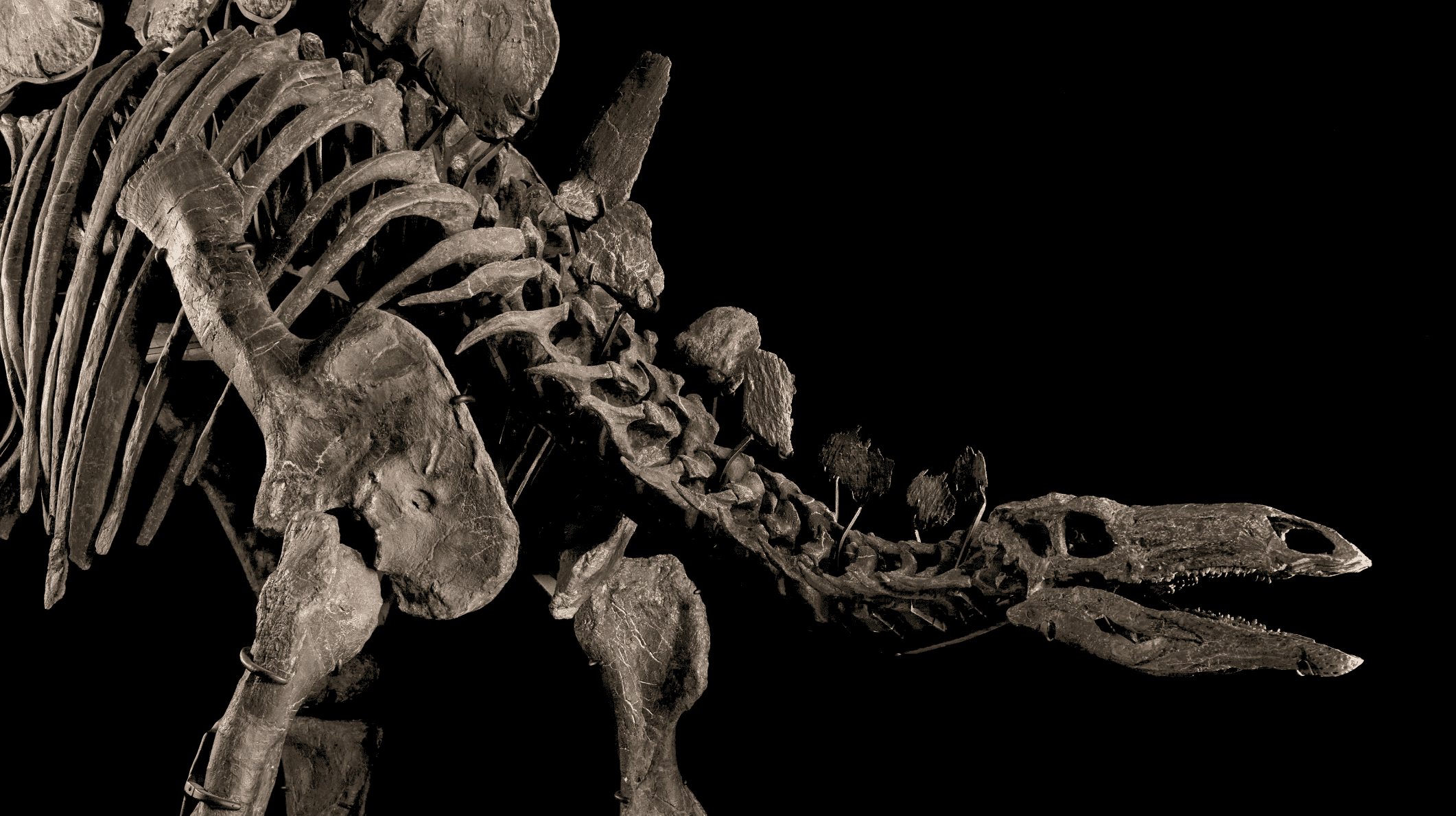 Cover Image for Dinosaur skeleton sells for record $44.6 million